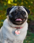Picture of pug wearing name tags