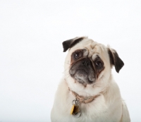 Picture of pug wearing name tag