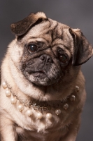 Picture of Pug wearing pearl necklace