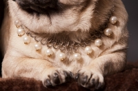 Picture of Pug wearing pearls