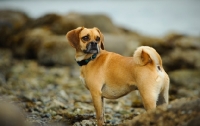 Picture of Puggle amongst rocks