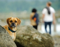 Picture of Puggle between rocks