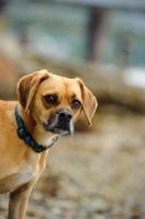 Picture of Puggle head study