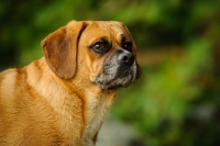 Picture of Puggle head study