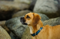 Picture of Puggle (hybrid dog)