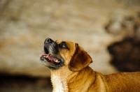 Picture of Puggle looking up (beagle cross pug)