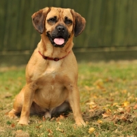 Picture of Puggle on grass