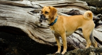 Picture of Puggle on log