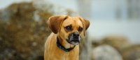 Picture of Puggle, panorama format