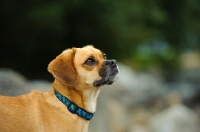 Picture of Puggle portrait