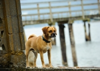Picture of Puggle (pug cross beagle, hybrid dog) near shore