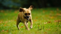 Picture of Puggle (Pug cross Beagle Hybrid Dog) running on grass