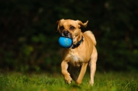 Picture of Puggle (Pug cross Beagle Hybrid Dog) with ball