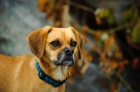 Picture of Puggle (pug cross beagle, hybrid dog) head study