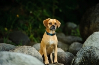 Picture of Puggle (Pug cross Beagle Hybrid Dog) near rocks