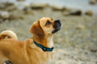 Picture of Puggle (pug cross beagle, hybrid dog)