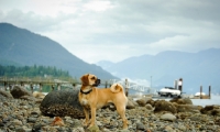 Picture of Puggle (pug cross beagle, hybrid dog) near lakeside