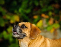 Picture of Puggle (pug cross beagle, hybrid dog) portrait
