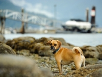 Picture of Puggle (pug cross beagle, hybrid dog)