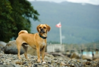 Picture of Puggle (pug cross beagle, hybrid dog)