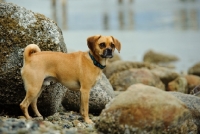 Picture of Puggle (pug cross beagle, hybrid dog), side view