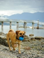 Picture of Puggle (pug cross beagle, hybrid dog) retrieving ball
