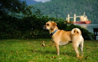 Picture of Puggle (Pug cross Beagle Hybrid Dog)
