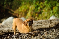 Picture of Puggle (pug cross beagle, hybrid dog), bowing