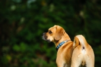 Picture of Puggle (pug cross beagle, hybrid dog), back view