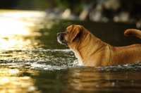 Picture of Puggle (pug cross beagle, hybrid dog) in water