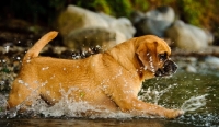 Picture of Puggle running into water