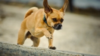 Picture of Puggle running