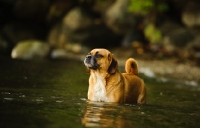 Picture of Puggle standing in water (beagle cross pug)