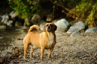 Picture of Puggle standing on gravel