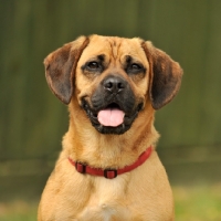 Picture of Puggle