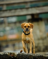 Picture of Puggle