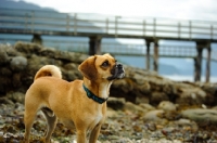 Picture of Puggle