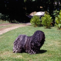 Picture of puli, ch loakespark polly-esta on grass