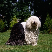 Picture of puli, ch loakespark polly-esta;
komondor, hercegvaros cica of borgvaale and loakespark  hungarian puli and komondor