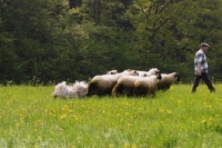 Picture of puli herding sheep with shepherd