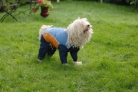 Picture of puli in rainsuit