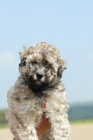 Picture of puli puppy, rare fawn colour