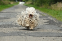 Picture of puli running