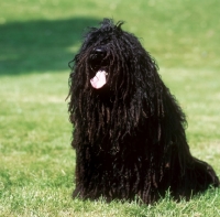 Picture of Puli sitting on grass