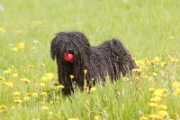 Picture of puli with ball