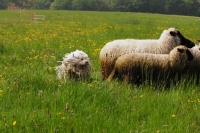 Picture of puli with sheep