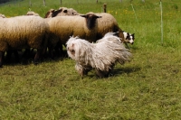 Picture of puli working sheep