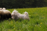 Picture of puli working sheep