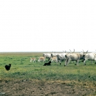 Picture of pumi and puli working hungarian grey cows and calves on farm in hungary