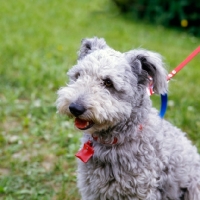 Picture of pumi on lead at show, head study